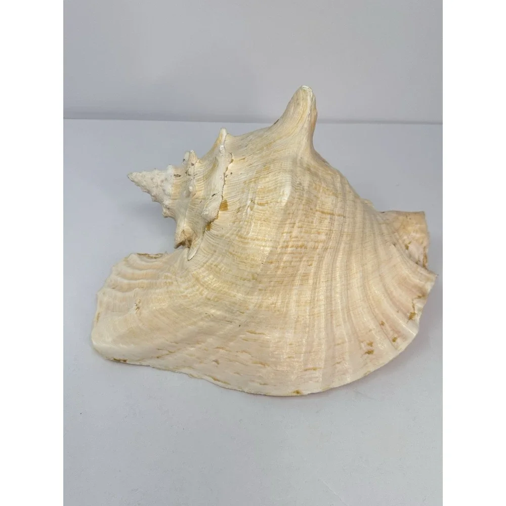 Large Natural Sea Shell Queen Conch 10